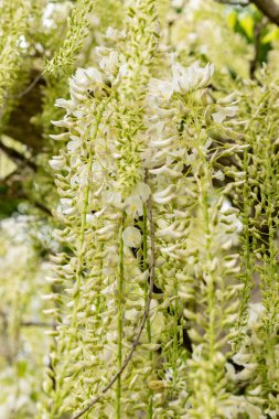 Saint Gallen, İsviçre, 9 Mayıs 2025 Wisteria Floribunda var Shiro Noda ya da botanik bahçesindeki Japon Wisteria bitkisi