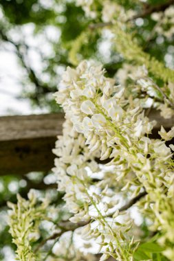 Saint Gallen, İsviçre, 9 Mayıs 2025 Wisteria Floribunda var Shiro Noda ya da botanik bahçesindeki Japon Wisteria bitkisi