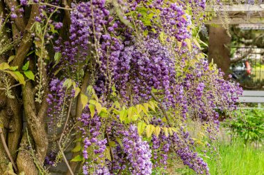 Saint Gallen, İsviçre, 9 Mayıs 2025 Wisteria Floribunda Violacea Plena veya botanik bahçesindeki Japon Wisteria bitkisi