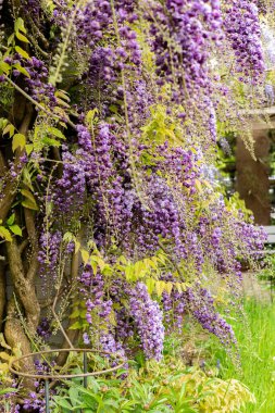 Saint Gallen, İsviçre, 9 Mayıs 2025 Wisteria Floribunda Violacea Plena veya botanik bahçesindeki Japon Wisteria bitkisi