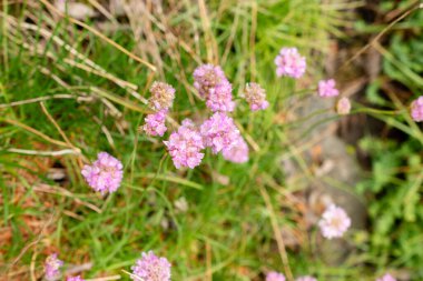 Saint Gallen, İsviçre, 9 Mayıs 2025 Armeria Alpina bitkisi botanik bahçesinde