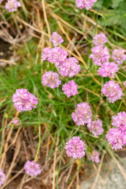 Saint Gallen, İsviçre, 9 Mayıs 2025 Armeria Alpina bitkisi botanik bahçesinde