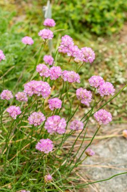 Saint Gallen, İsviçre, 9 Mayıs 2025 Armeria Alpina bitkisi botanik bahçesinde