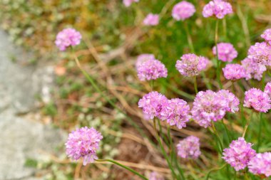 Saint Gallen, İsviçre, 9 Mayıs 2025 Armeria Alpina bitkisi botanik bahçesinde