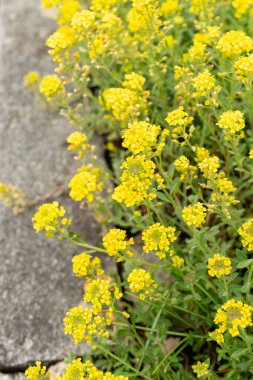 Saint Gallen, İsviçre, 9 Mayıs 2025 Teucrium Polium veya botanik bahçesindeki felty Germander fabrikası