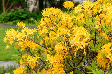 Saint Gallen, İsviçre, 9 Mayıs 2025 Rhododendron Luteum veya botanik bahçesindeki sarı açelya bitkisi