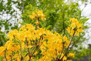 Saint Gallen, İsviçre, 9 Mayıs 2025 Rhododendron Luteum veya botanik bahçesindeki sarı açelya bitkisi