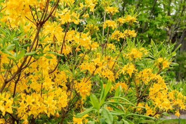 Saint Gallen, İsviçre, 9 Mayıs 2025 Rhododendron Luteum veya botanik bahçesindeki sarı açelya bitkisi