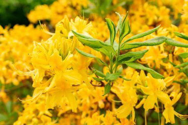Saint Gallen, İsviçre, 9 Mayıs 2025 Rhododendron Luteum veya botanik bahçesindeki sarı açelya bitkisi