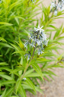 Saint Gallen, İsviçre, 9 Mayıs 2025 Amsonia Illustris bitkisi botanik bahçesinde.