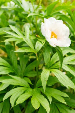 Saint Gallen, İsviçre, 9 Mayıs 2025 Paeonia Emodi bitkisi botanik bahçesinde.