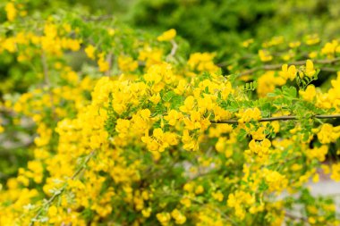 Saint Gallen, İsviçre, 9 Mayıs 2025 Hippocrepis Emerus veya botanik bahçesindeki akrep senna bitkisi