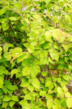 Saint Gallen, İsviçre, 9 Mayıs 2025 Corylopsis Pauciflora veya botanik bahçesindeki düğün çiçeği cadı fındığı.