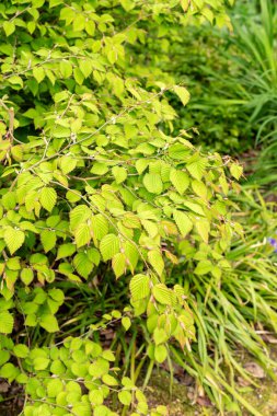 Saint Gallen, İsviçre, 9 Mayıs 2025 Corylopsis Pauciflora veya botanik bahçesindeki düğün çiçeği cadı fındığı.