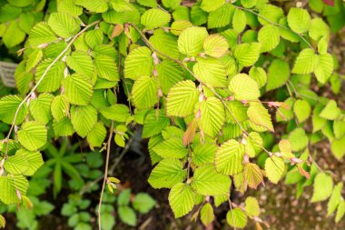 Saint Gallen, İsviçre, 9 Mayıs 2025 Corylopsis Pauciflora veya botanik bahçesindeki düğün çiçeği cadı fındığı.