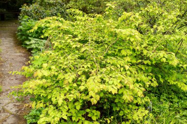 Saint Gallen, İsviçre, 9 Mayıs 2025 Corylopsis Pauciflora veya botanik bahçesindeki düğün çiçeği cadı fındığı.