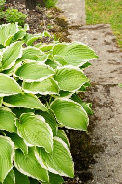 Saint Gallen, İsviçre, 9 Mayıs 2025 Hosta Crispula veya kuşatma bitkileri botanik bahçesinde zambak bitkisi