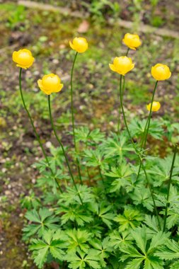 Saint Gallen, İsviçre, 9 Mayıs 2025 Trollius Europaeus veya botanik bahçesindeki dünya çiçeği