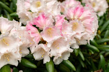 Saint Gallen, İsviçre, 9 Mayıs 2025 Rhododendron Degronianum var Yakushimanum fabrikası Botanik Bahçesinde