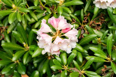 Saint Gallen, İsviçre, 9 Mayıs 2025 Rhododendron Degronianum var Yakushimanum fabrikası Botanik Bahçesinde