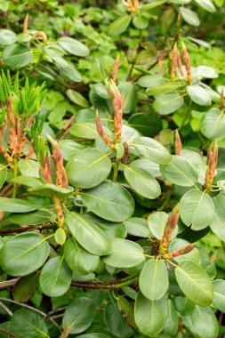 Saint Gallen, İsviçre, 9 Mayıs 2025 Rhododendron Thomsonii bitkisi botanik bahçesinde.