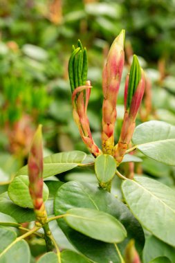 Saint Gallen, İsviçre, 9 Mayıs 2025 Rhododendron Thomsonii bitkisi botanik bahçesinde.