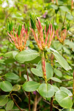 Saint Gallen, İsviçre, 9 Mayıs 2025 Rhododendron Thomsonii bitkisi botanik bahçesinde.