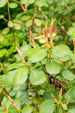 Saint Gallen, İsviçre, 9 Mayıs 2025 Rhododendron Thomsonii bitkisi botanik bahçesinde.