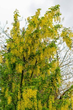 Saint Gallen, İsviçre, 9 Mayıs 2025 Laburnum Anagyroides veya botanik bahçesindeki altın yağmur bitkisi