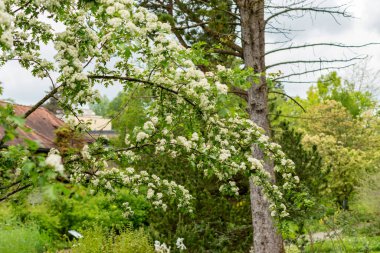 Saint Gallen, İsviçre, 9 Mayıs 2025 Crataegus Monogyna ya da botanik bahçesindeki atmacalı bitki