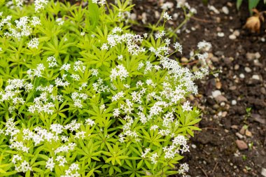 Saint Gallen, İsviçre, 9 Mayıs 2025 Galium Kodoratum veya botanik bahçesindeki tatlı ahşap bitkisi