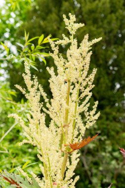 Saint Gallen, İsviçre, 9 Mayıs 2025 Rheum Palmatum veya botanik bahçesindeki süs bitkisi