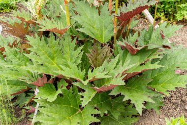 Saint Gallen, İsviçre, 9 Mayıs 2025 Rheum Palmatum veya botanik bahçesindeki süs bitkisi