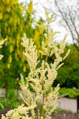 Saint Gallen, İsviçre, 9 Mayıs 2025 Rheum Palmatum veya botanik bahçesindeki süs bitkisi