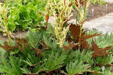 Saint Gallen, İsviçre, 9 Mayıs 2025 Rheum Palmatum veya botanik bahçesindeki süs bitkisi