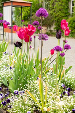 Saint Gallen, İsviçre, 9 Mayıs 2025 Botanik Bahçesindeki renkli lale ve alyum bitkileri