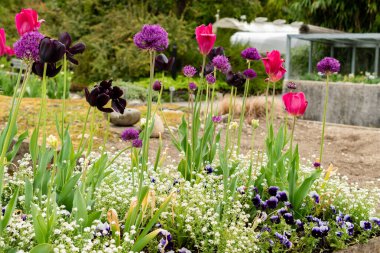 Saint Gallen, İsviçre, 9 Mayıs 2025 Botanik Bahçesindeki renkli lale ve alyum bitkileri