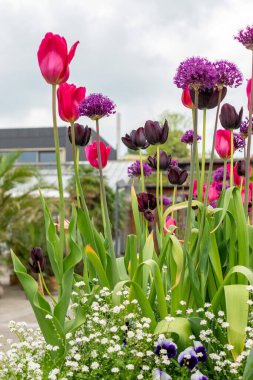 Saint Gallen, İsviçre, 9 Mayıs 2025 Botanik Bahçesindeki renkli lale ve alyum bitkileri