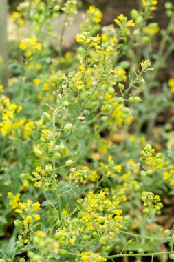 Saint Gallen, İsviçre, 9 Mayıs 2025 Lesquerella Arktika veya botanik bahçesindeki arktik mesane fabrikası