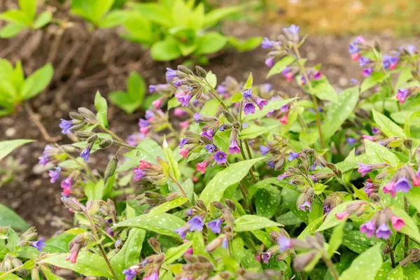 Saint Gallen, İsviçre, 9 Mayıs 2025 Pulmonaria Affini bitkisi botanik bahçesinde.