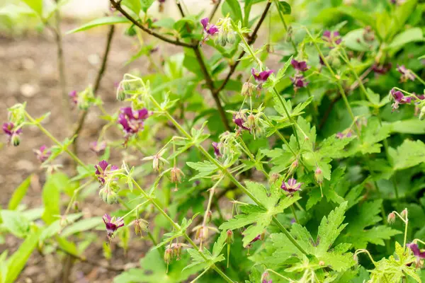 Saint Gallen, İsviçre, 9 Mayıs 2025 Geranium Reflexum bitkisi botanik bahçesinde