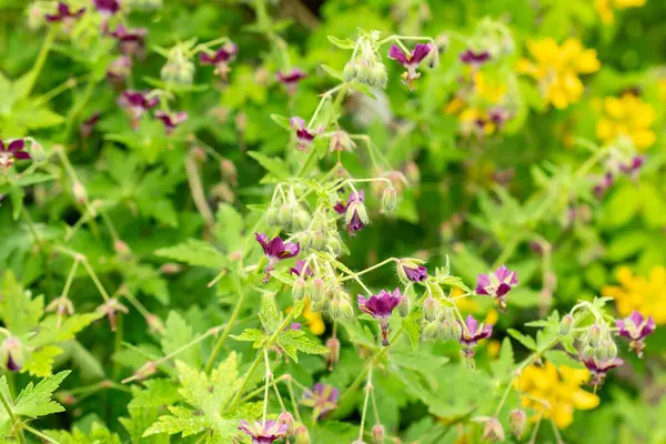Saint Gallen, İsviçre, 9 Mayıs 2025 Geranium Reflexum bitkisi botanik bahçesinde