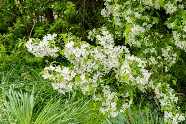 Saint Gallen, İsviçre, 9 Mayıs 2025 Malus Baccata veya botanik bahçesindeki Sibirya bok elma fabrikası