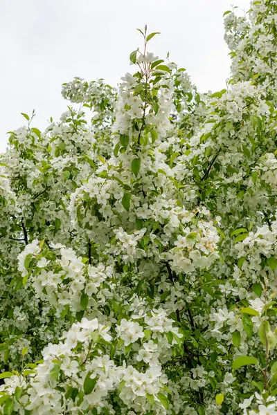 Saint Gallen, İsviçre, 9 Mayıs 2025 Malus Baccata veya botanik bahçesindeki Sibirya bok elma fabrikası