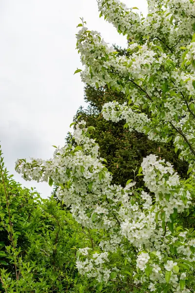 Saint Gallen, İsviçre, 9 Mayıs 2025 Malus Baccata veya botanik bahçesindeki Sibirya bok elma fabrikası