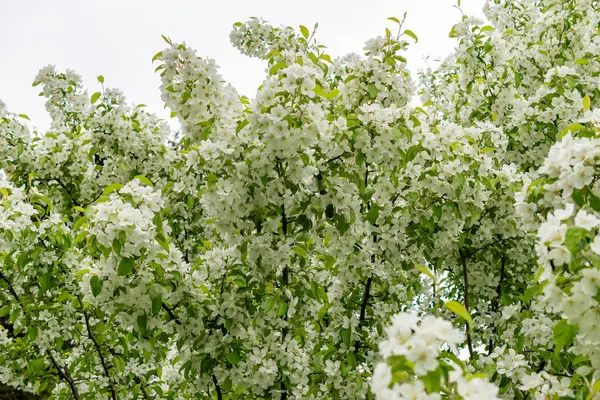 Saint Gallen, İsviçre, 9 Mayıs 2025 Malus Baccata veya botanik bahçesindeki Sibirya bok elma fabrikası