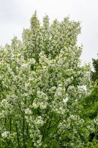 Saint Gallen, İsviçre, 9 Mayıs 2025 Malus Baccata veya botanik bahçesindeki Sibirya bok elma fabrikası