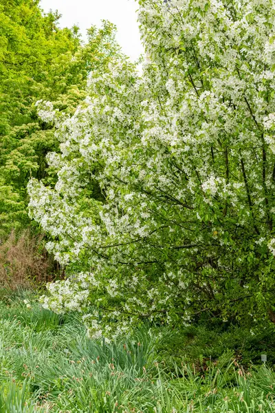 Saint Gallen, İsviçre, 9 Mayıs 2025 Malus Baccata veya botanik bahçesindeki Sibirya bok elma fabrikası