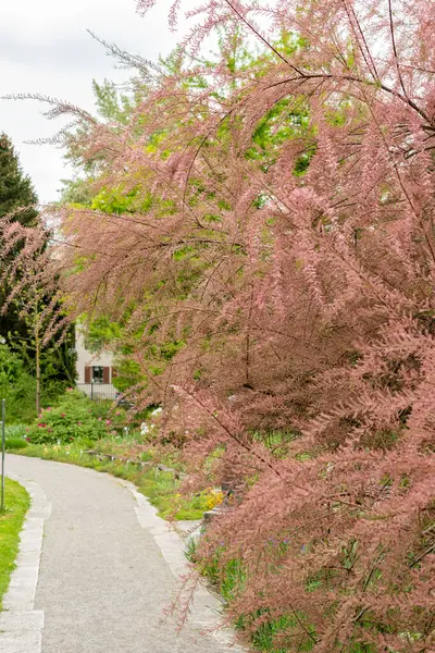 Saint Gallen, İsviçre, 9 Mayıs 2025 Tamarix Tetrandra bitkisi botanik bahçesinde