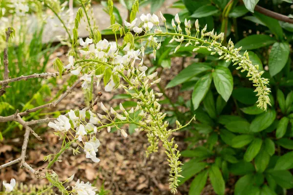 Saint Gallen, İsviçre, 9 Mayıs 2025 Wisteria Floribunda var Shiro Noda ya da botanik bahçesindeki Japon Wisteria bitkisi